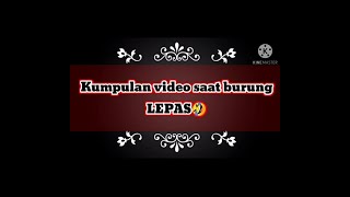 Moment lucu saat burung lepas dari sangkar😅