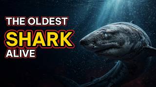 Greenland Shark: The Animal That May Be 400 Years Old