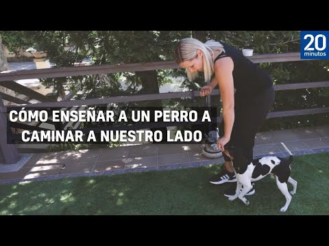 Video: Cómo caminar dos perros al mismo tiempo