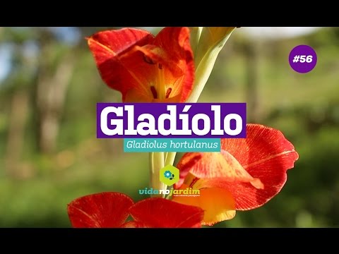 Vídeo: Cultivo De Gladíolos Em Vasos