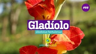 Como cuidar do Gladíolo ( dicas de cultivo ) - thptnganamst.edu.vn