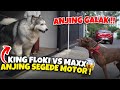 FLOKI VS ANJING ALASKAN !!️ ANJING GALAK SEGEDE MOTOR