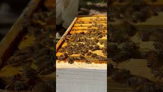 Varroa Mite Sighting on Honey Bee farming ytshorts interventions