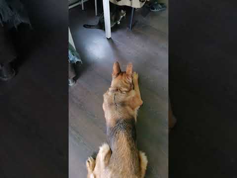 И даже кота нельзя погонять🐶 #собака #веселыекоты #germanshepherd #животные #pets