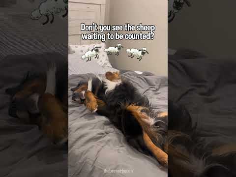 Videó: Küldje kutyáját egy mentális képeslapnak