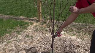 pruning a newly planted tart cherry tree