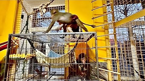 Мама Лида не может поверить своим глазам, неужели гамадрилы так резвятся, у них в стае было не так!
