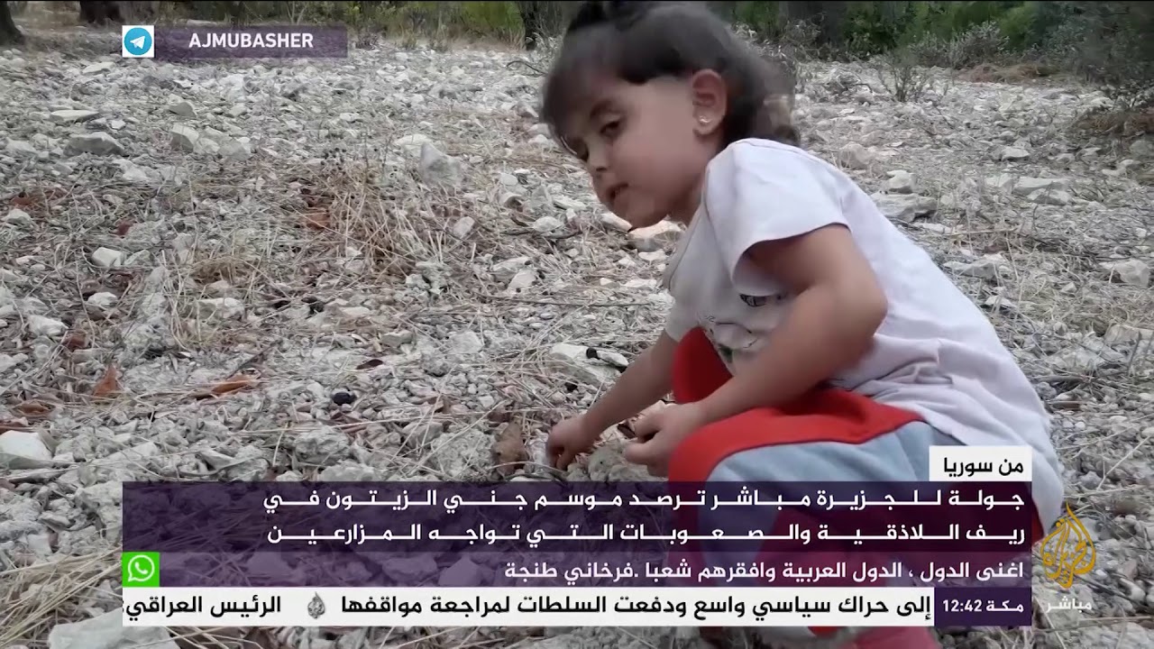 صعوبات تواجه المزارعين بموسم جني الزيتون في ريف اللاذقية