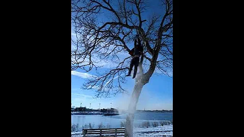 Tree Top — Enhanced by Grok xAI