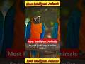 Top 10 Most Intelligent Animals in the World #trendingshort