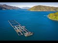 Adroit and King Salmon Smart Aquaculture Project