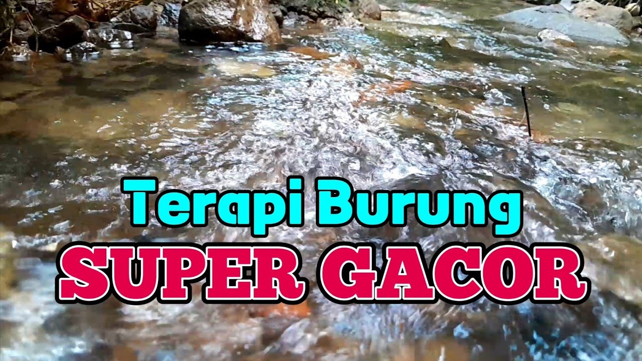 terapi burung super gacor, suara air membuat burung rajin berkicau
