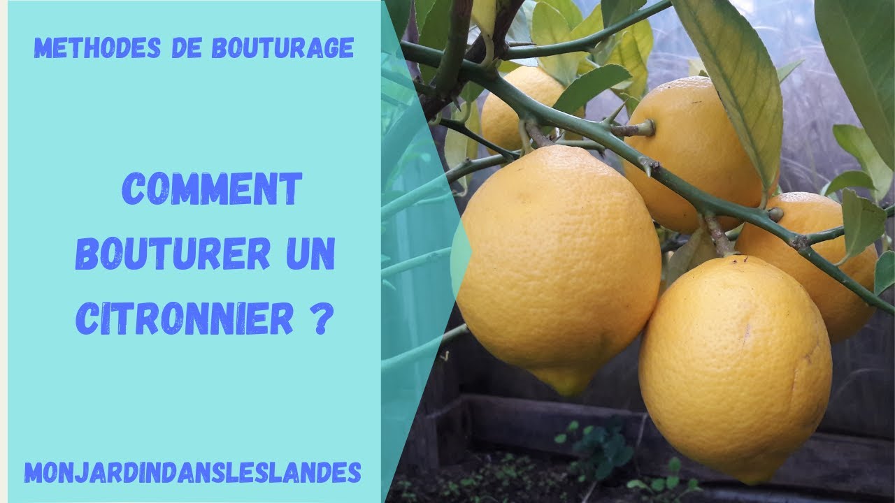 Comment Bouturer Un Citronnier Monjardindansleslandes Youtube Comment Bouturer Un Citronnier Monjardindansleslandes Youtube