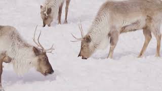 50 Most Beautiful Animals and Their Home