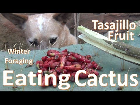 Eating Christmas Cactus Fruit -Winter Tasajillo Tunas-