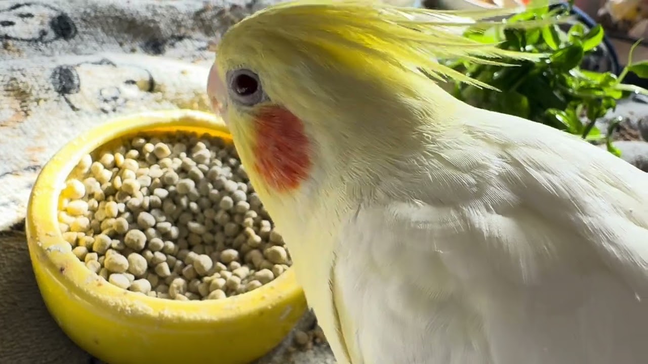 オカメインコのチョコボのモーニングルーティン 2026.1.17