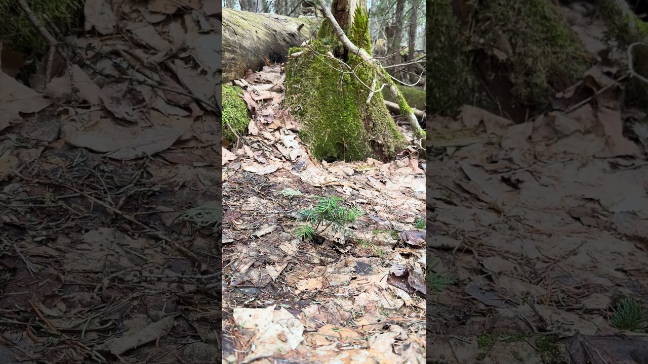 4k Spring Forest E5 26s #Naturelover #Expore #Beautiful #Peaceful #Relaxing #Spring #Canada #Forest