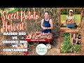 Comparing the Sweet Potato Harvest in Raised Beds, Ground Beds, and Containers