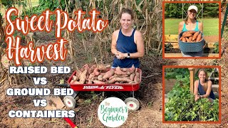 Comparing the Sweet Potato Harvest in Raised Beds, Ground Beds, and Containers