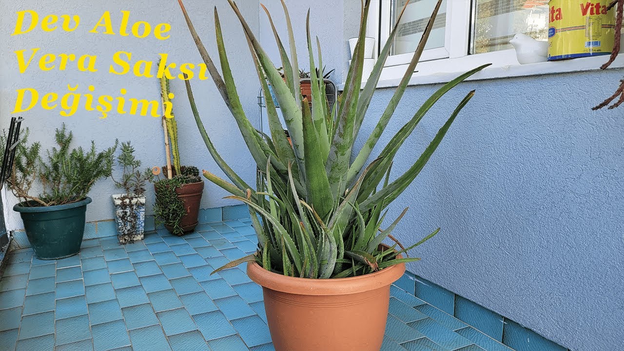 10 Yıllık Devasa Aloe Vera'mın Bakımını Yapıyorum | Stockton Cinsi (Tıbbi Aloe Vera)