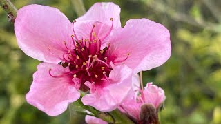 Almond Nut Grown from Seed & Born in Las Vegas!