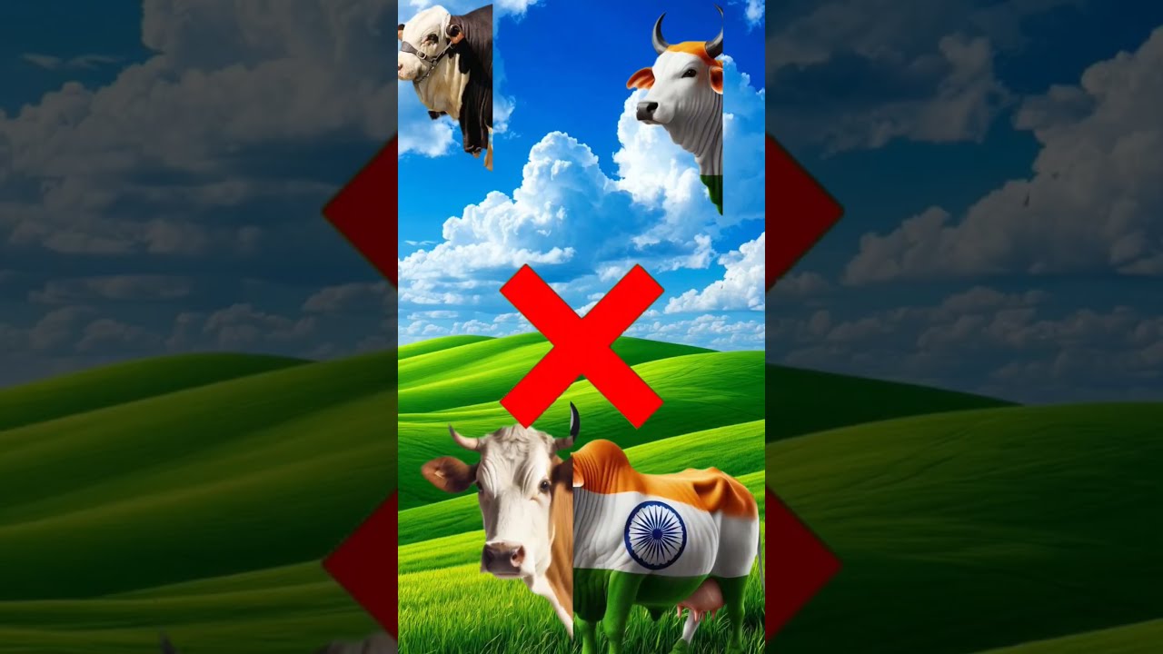 Which Of These Is The Head Cow India Qurbanvlogs Animals