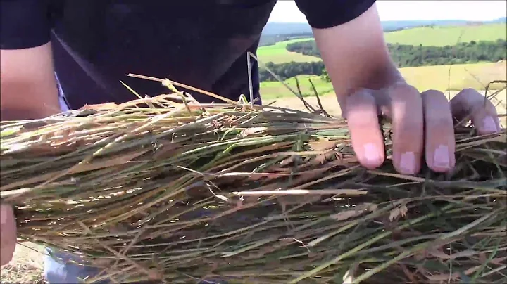 The Ultimate Guide: Testing Hay Dryness for Baling