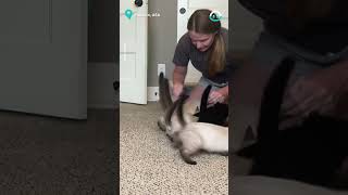 Kittens Crazy for Snack Time || ViralHog