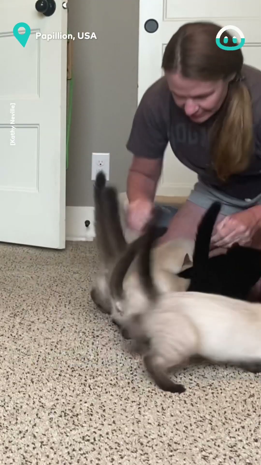 Kittens Crazy for Snack Time || ViralHog