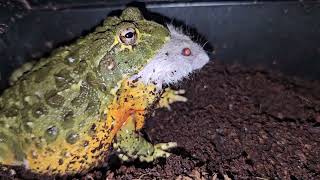 Pixie Frog Eats Hamster Backwards - Warning Live Feeding