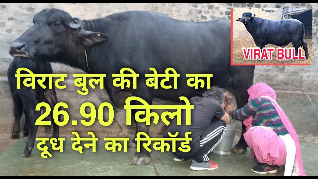 विराट बुल की बेटी का 26.90 किलो दूध देने का रिकॉर्ड Virat Bull Daughter Records Giving 26.90kg Milk