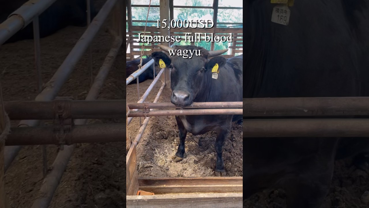 wagyu Reason for $15,000 