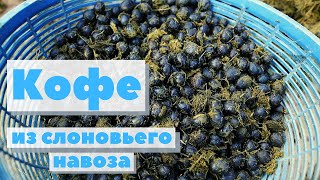 Кофе От Слона | Как Это Сделано | Black Ivory Coffee