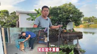 一个困扰千万家庭的问题训犬师史诗级教学愿从此在无乱拉的狗#宠物 #训犬师 #训狗