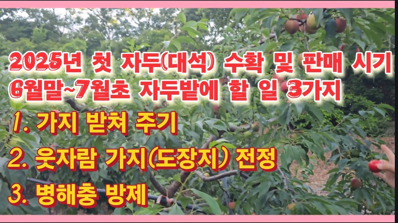 2025년 첫 자두(대석) 수확, 판매 시기 및 6월말~7월초 자두밭에 할 일 3가지(농사의신) - YouTube