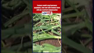 Nandurbar: Over 1 lakh farmers still await crop insurance payouts