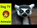 Dog TV for Dogs To Watch ( Nature Sounds & Music ) Ep9 💖 Animals