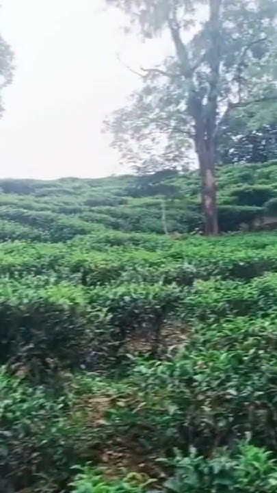 Nature Is The Best Of Man joyvlog ghumna vairalshot vairalmusic nature-is-the-best-of-man-joyvlog-ghumna-vairalshot-vairalmusic