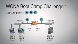 WCT01-WCT01 WCNA Challenge 1 [WCT01: Network Analysis Overview Course]