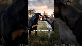 See What Happens When Rottweiler And Pitbull Mix #dog #rotweiler #pitbull #mixedit