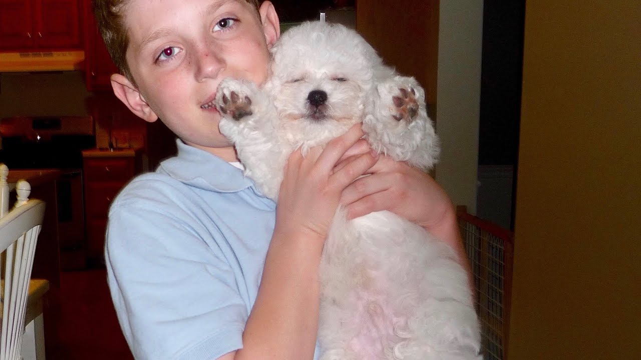 Videos of Quincy as a Puppy! (Part 2) YouTube