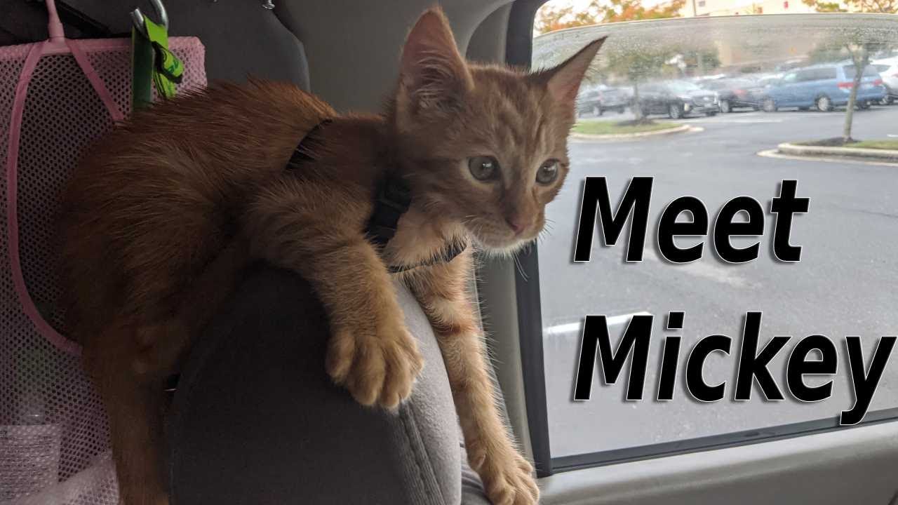 Meet Mickey the Vanlife Kitty