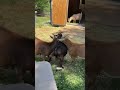 Taz is heading home! #katievanslyke #goats