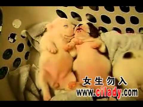 睡觉的狗狗在做梦 .avi