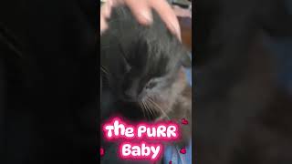 "The Purrr Baby" #youtubeshorts #pets #cat #petlover #viral