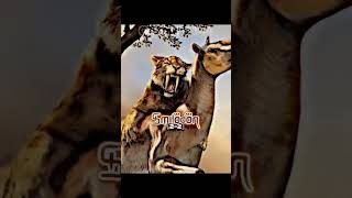 Smilodon Vs Cave Bear Mmhn-P 957 Vs Lot 495