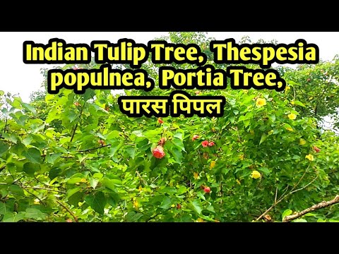 Indian Tulip Tree | Thespesia populnea | Portia Tree | पारस पीपल | #vmtube1