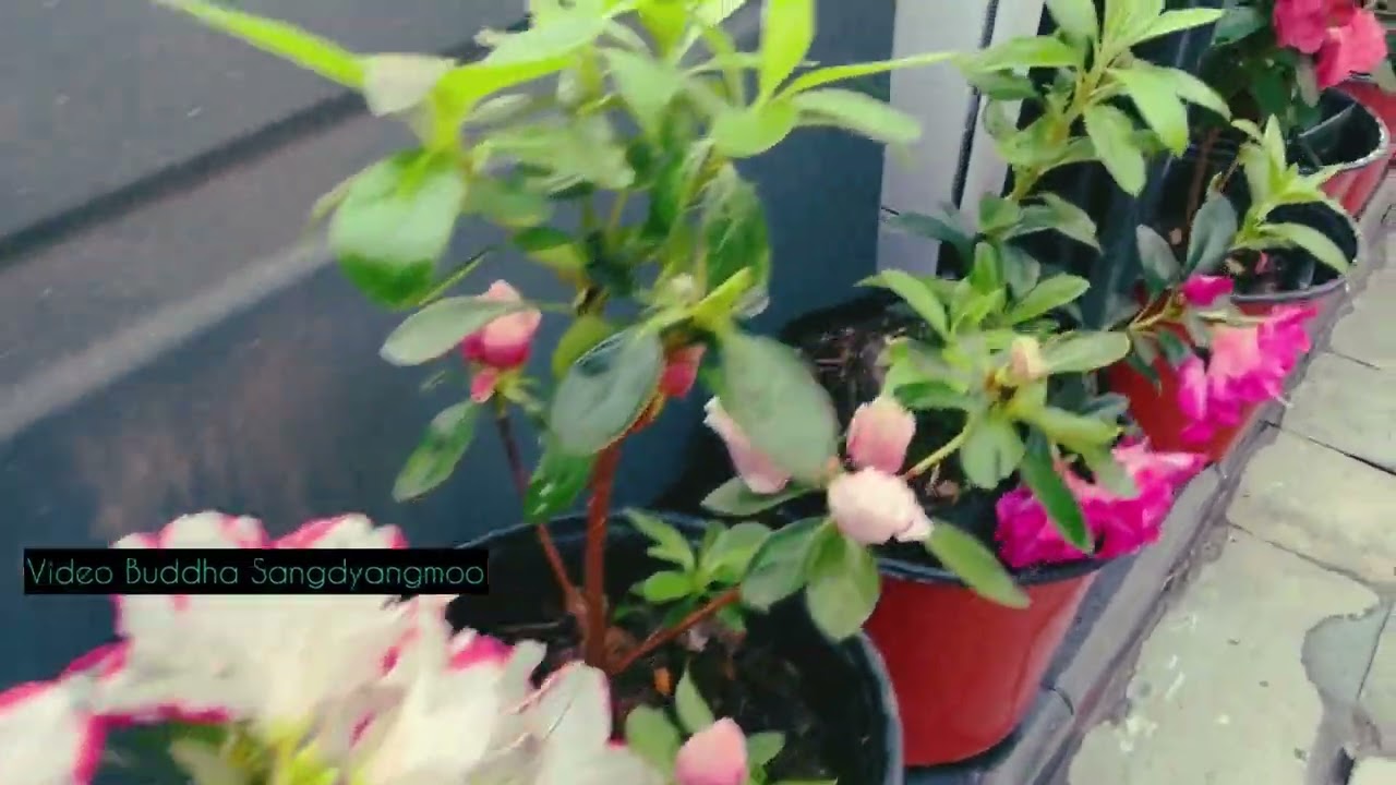 Beautification of MG Marg Gangtok for G20 event.Video by Buddha Sangdyangmoo.