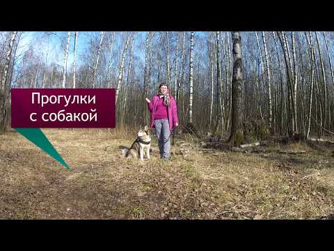 Видео: Важность прогулки по запаху для собак
