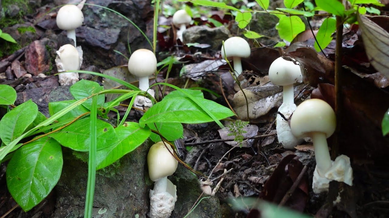 ป๊าดดๆออกเรียงแถวเก็บเห็ดระโงก เห็ดนก่อแดงใหญ่หมานคักเต็มตะกร้า